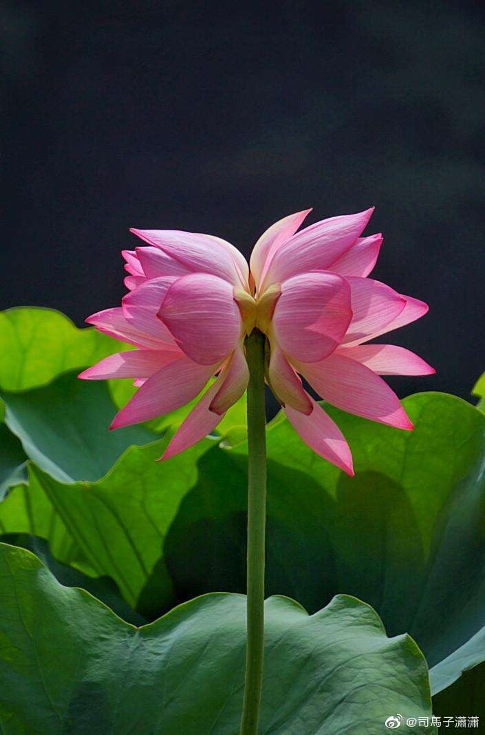 虽然已经追回,可是莲花已经死去.花开两朵,难得并蒂