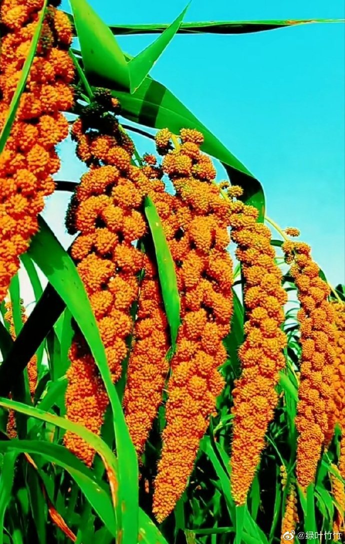 谷子是什么(谷子是什么季节收获的) - 0415花卉网