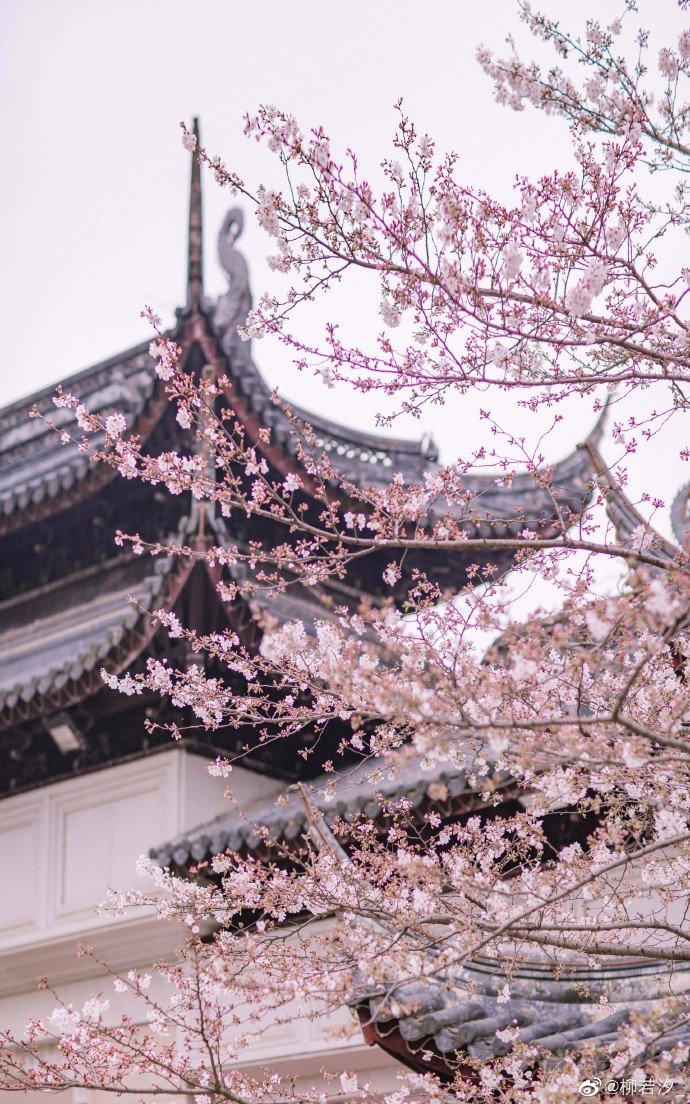 苏州上方山国家森林公园的樱花,用美貌诉说着春日浪漫早上好