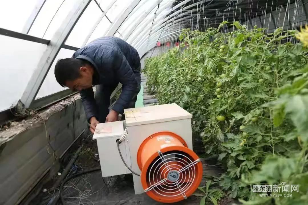 冰城大樱桃还有1个月就上市天寒地冻挡不住温室大棚里的春天