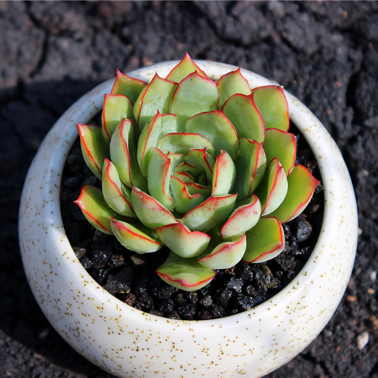 6种人气高的多肉大盘点,对比一下,哪个更适合你!