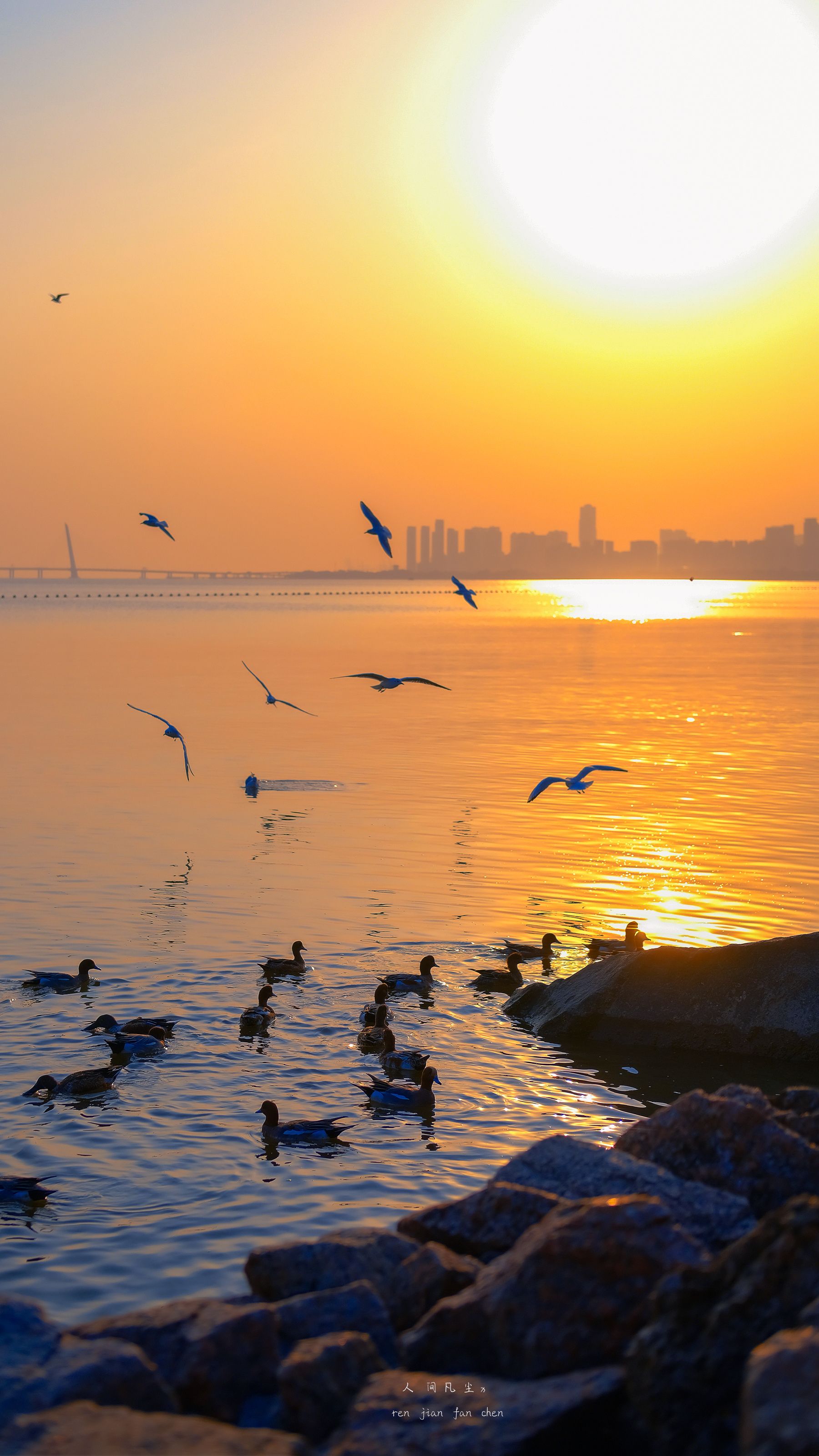 海鸥与落日_高清图集_新浪网