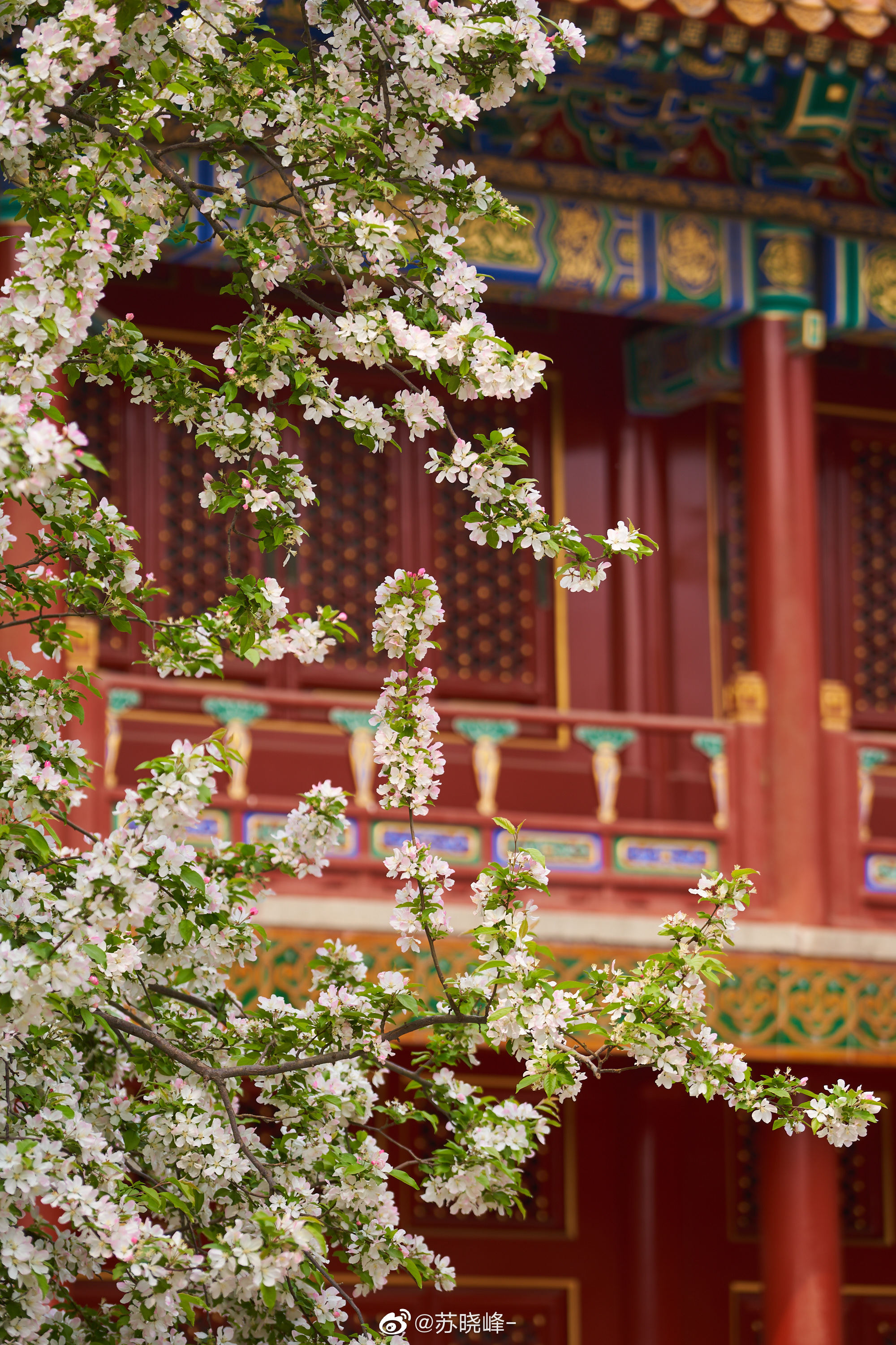 慈宁宫花园,清雅海棠白