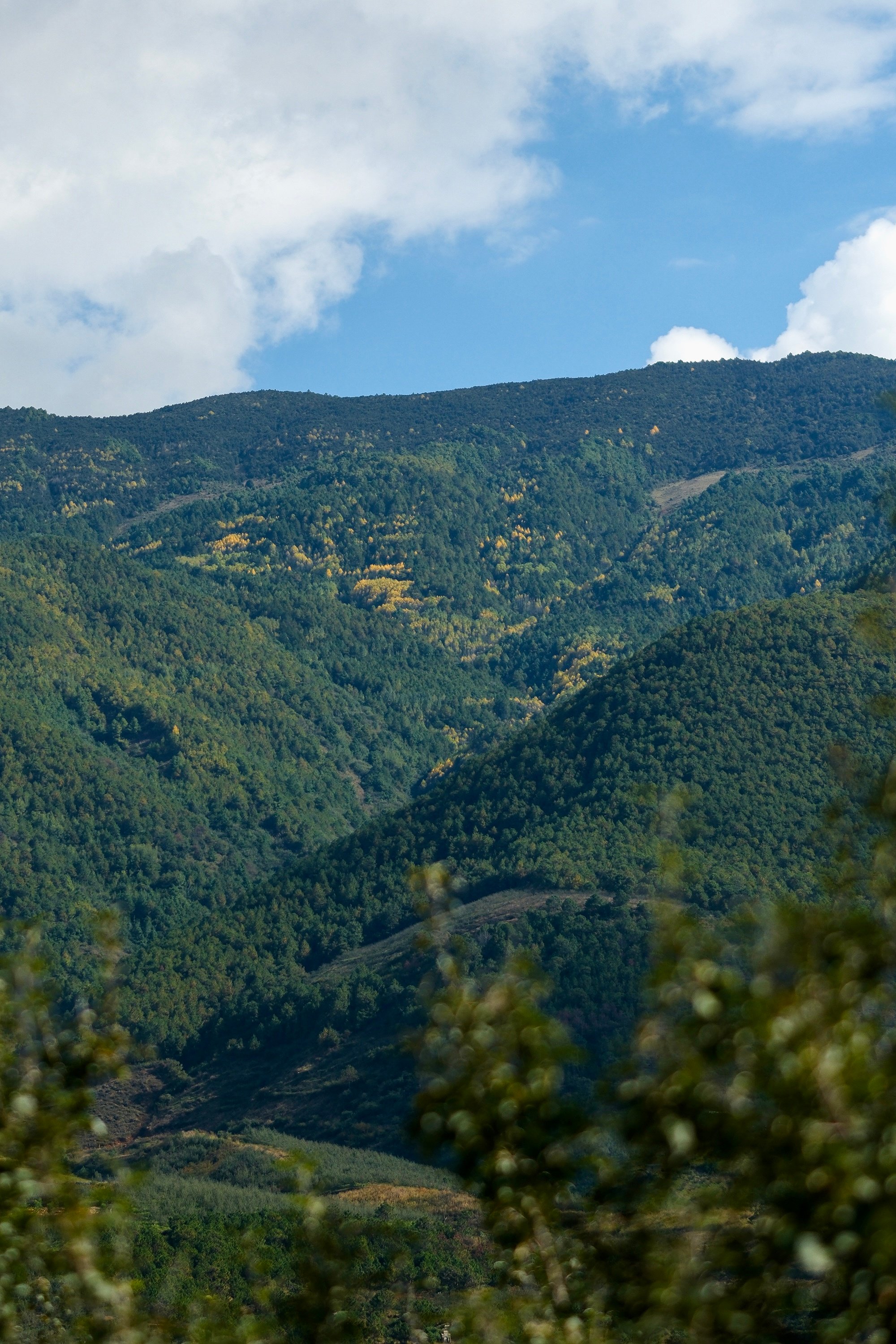 大凉山,盐源县, 我们今年上架这边的丑苹果