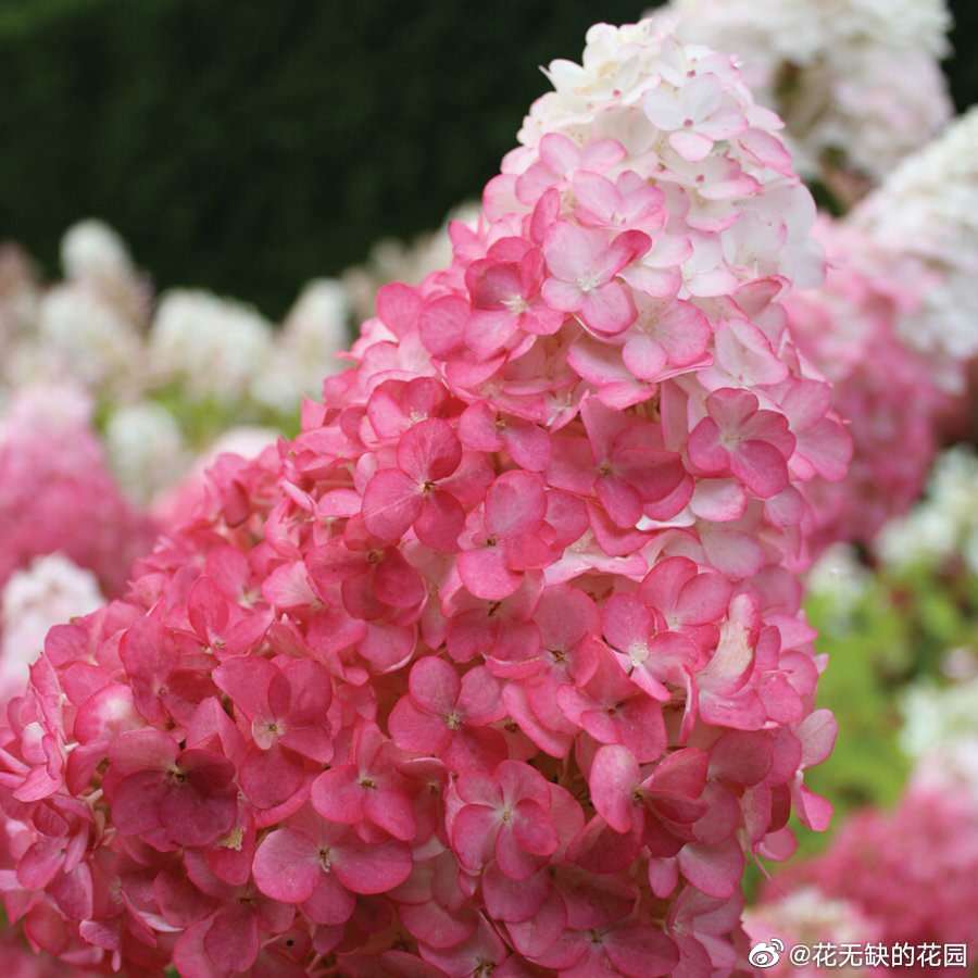 现在大热的圆锥绣球品种"香草草莓"!