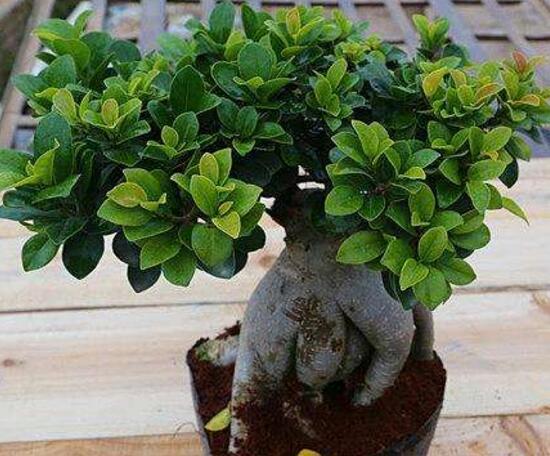 小榕树盆景怎么养,盆景小榕树养殖方法