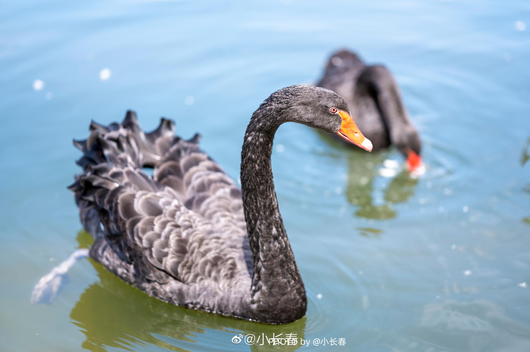 长春友谊公园里的黑天鹅,每次来都会停下脚步,拍一拍他们