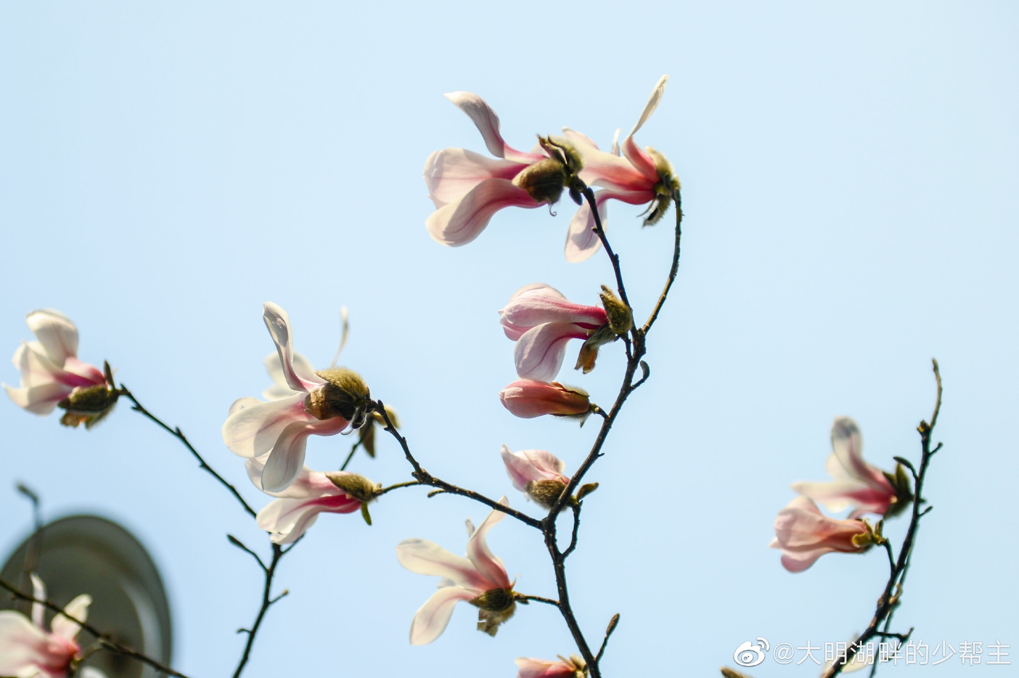惊蛰时节，玉兰花开……__财经头条