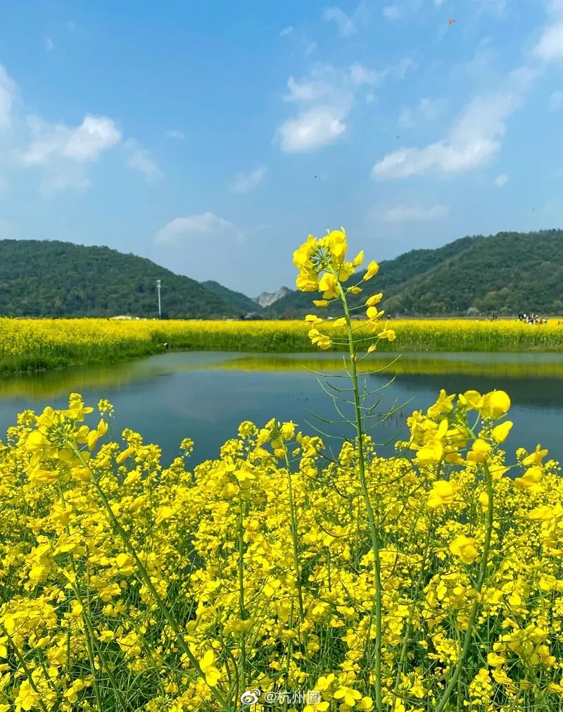 杭州·西湖区·双浦镇油菜花花海,面积大约200亩