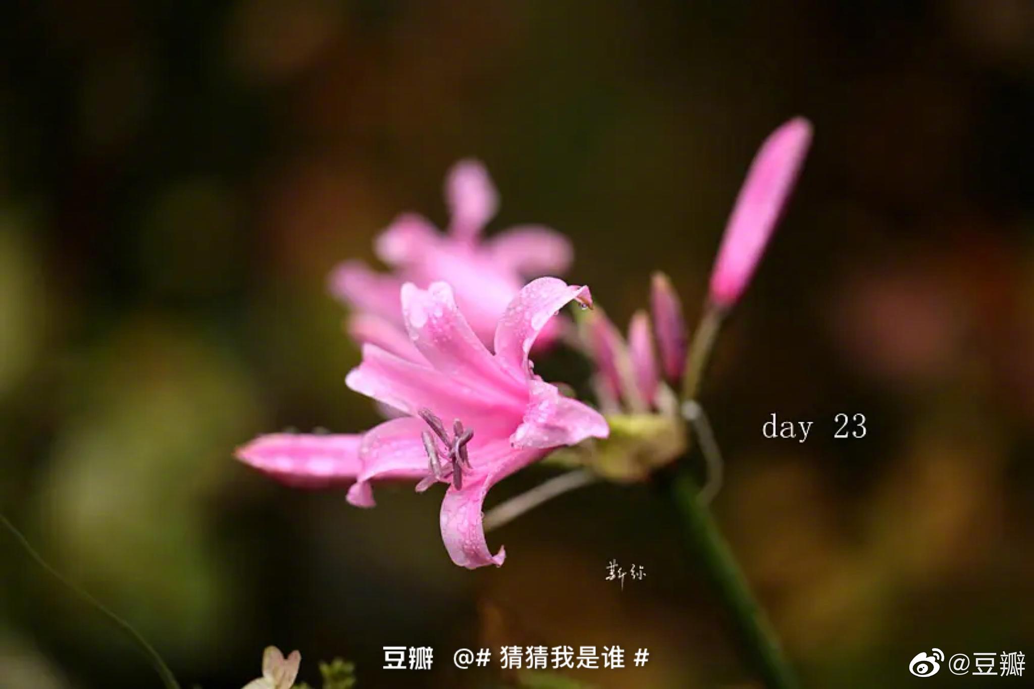 Nerine Bowdenii 石蒜科纳丽花属 Nerine Bowdenii 石蒜科纳丽花属