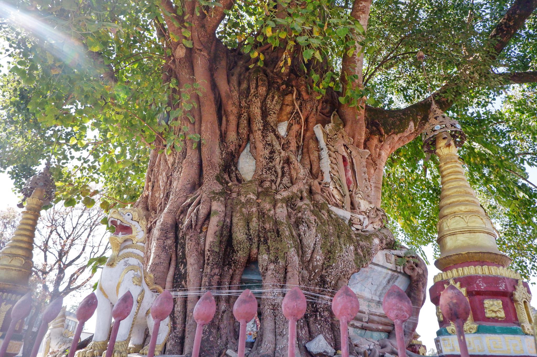 云南一棵大树长出了一座佛塔成为树包塔奇观引来众多游客