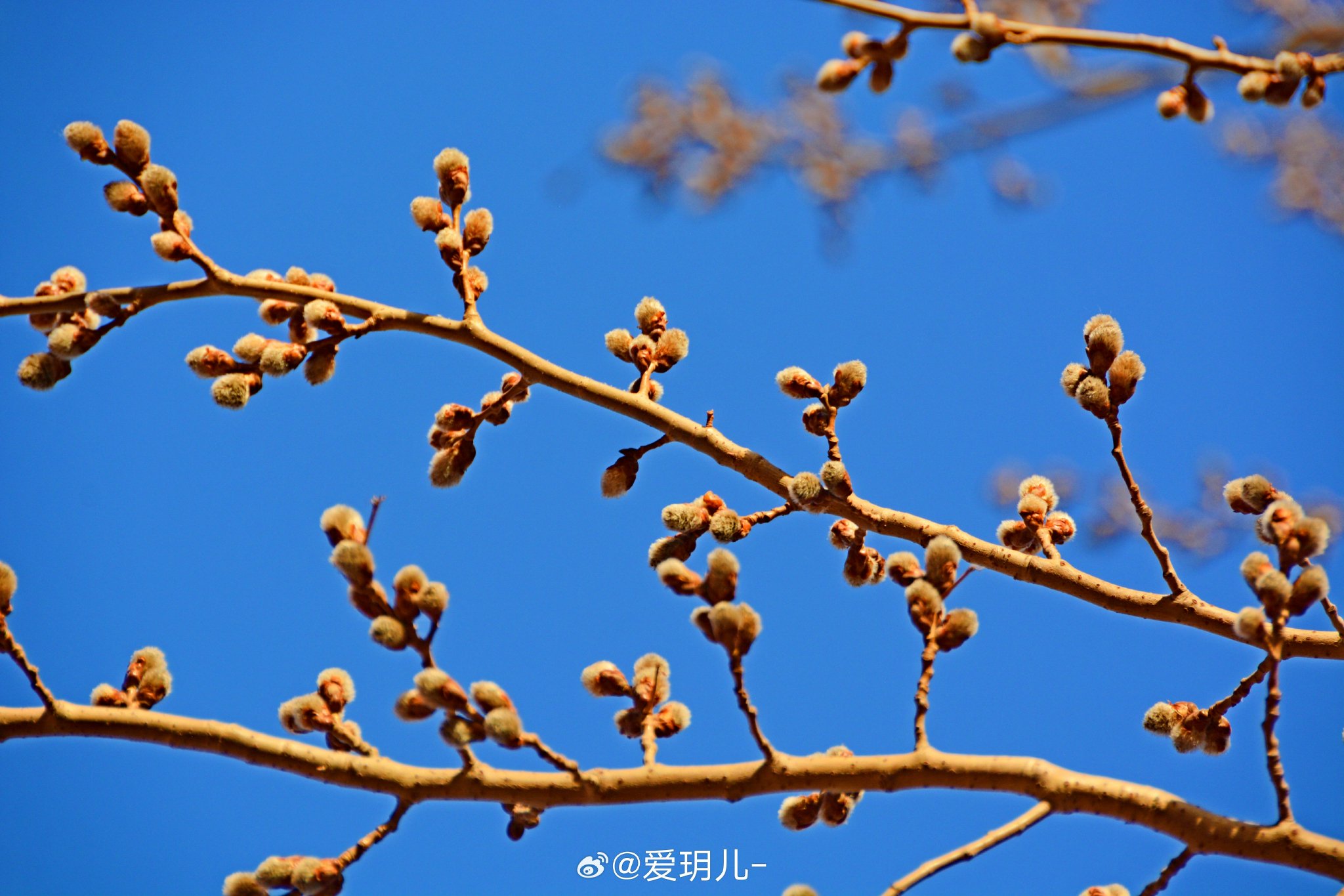 蓓蕾初绽,意思满满,杨树花骨朵