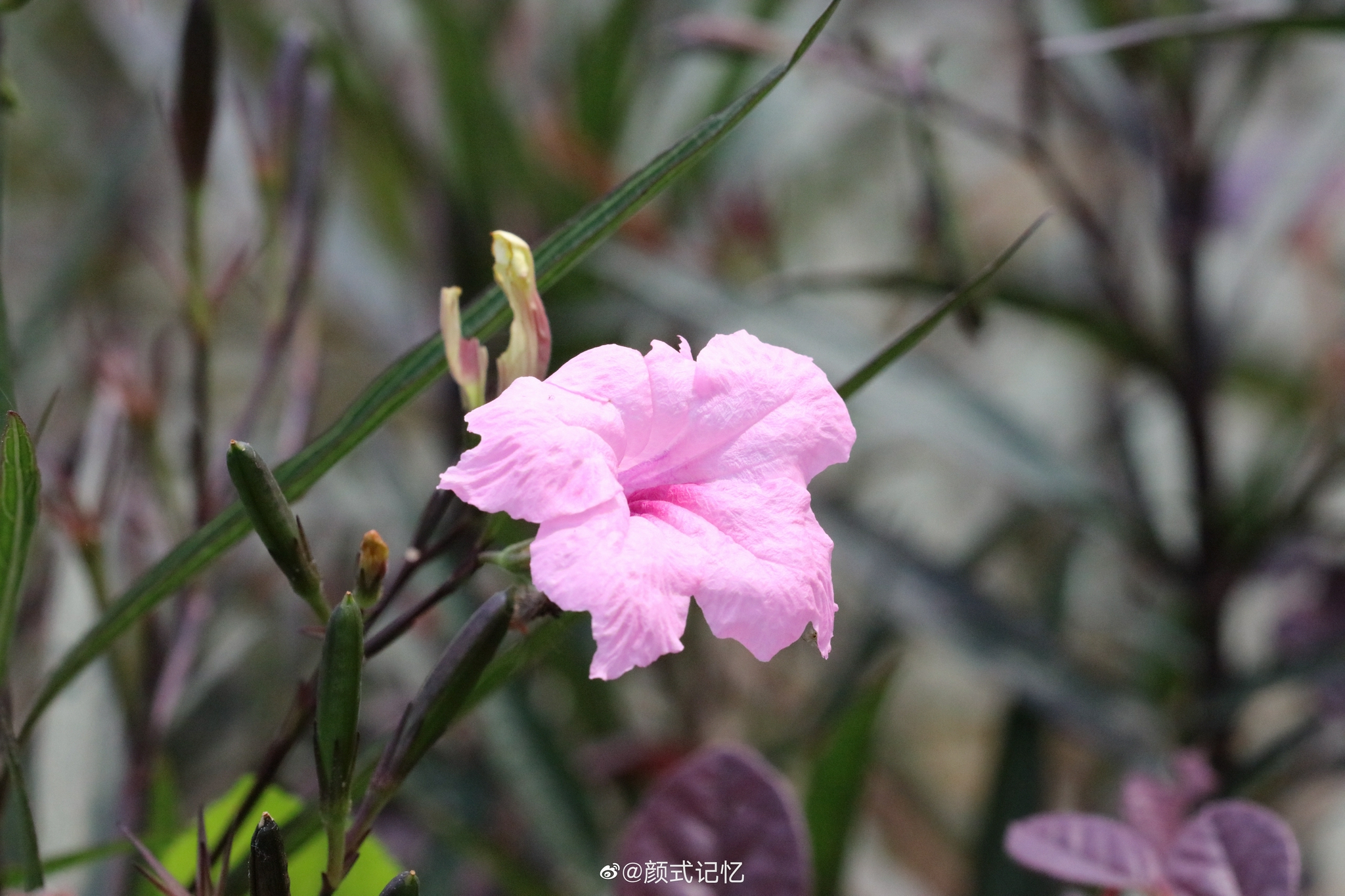 希望 理想一一粉花翠芦莉(蓝花草,兰花草).旅游拍摄