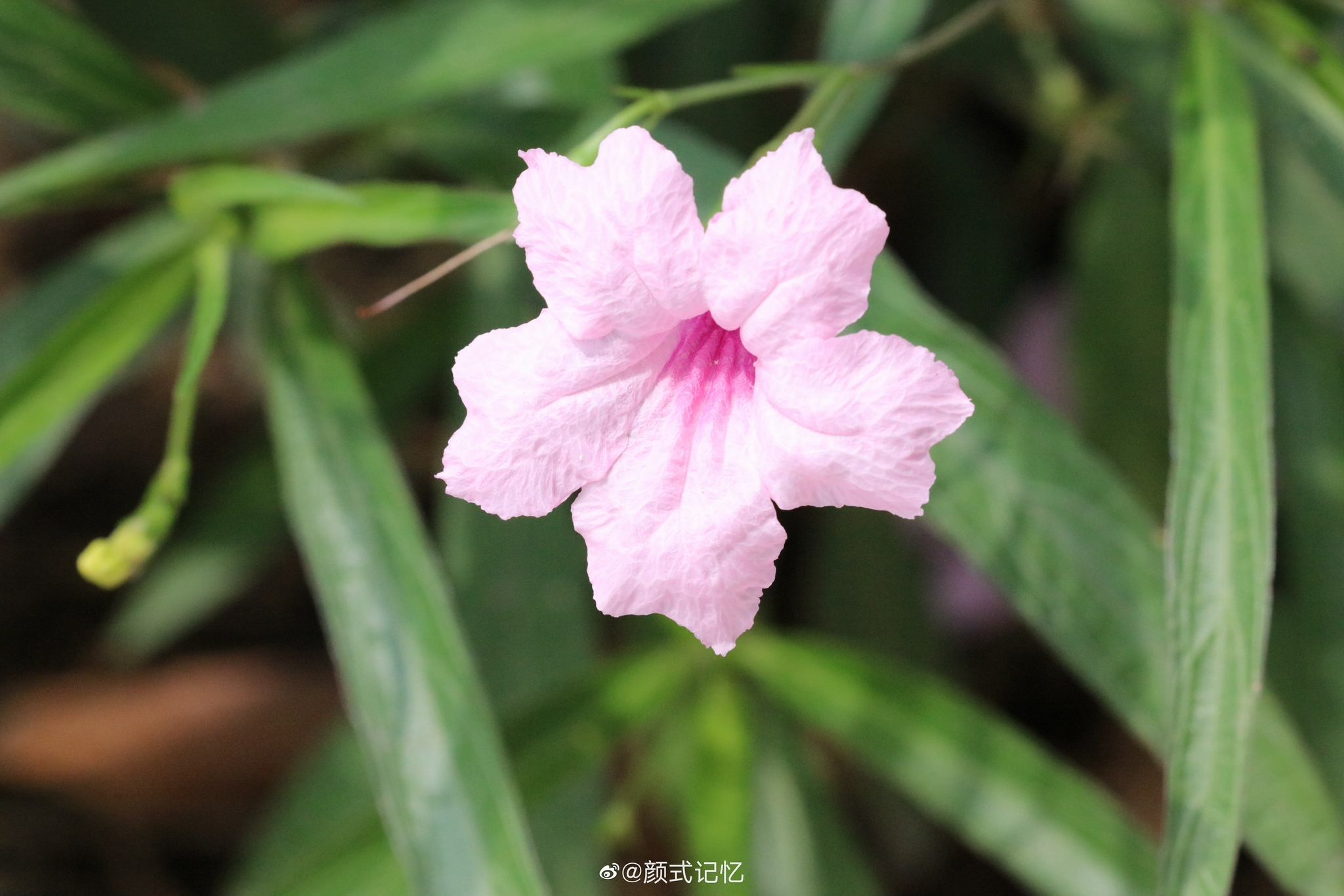 希望 理想一一粉花翠芦莉(蓝花草,兰花草).旅游拍摄