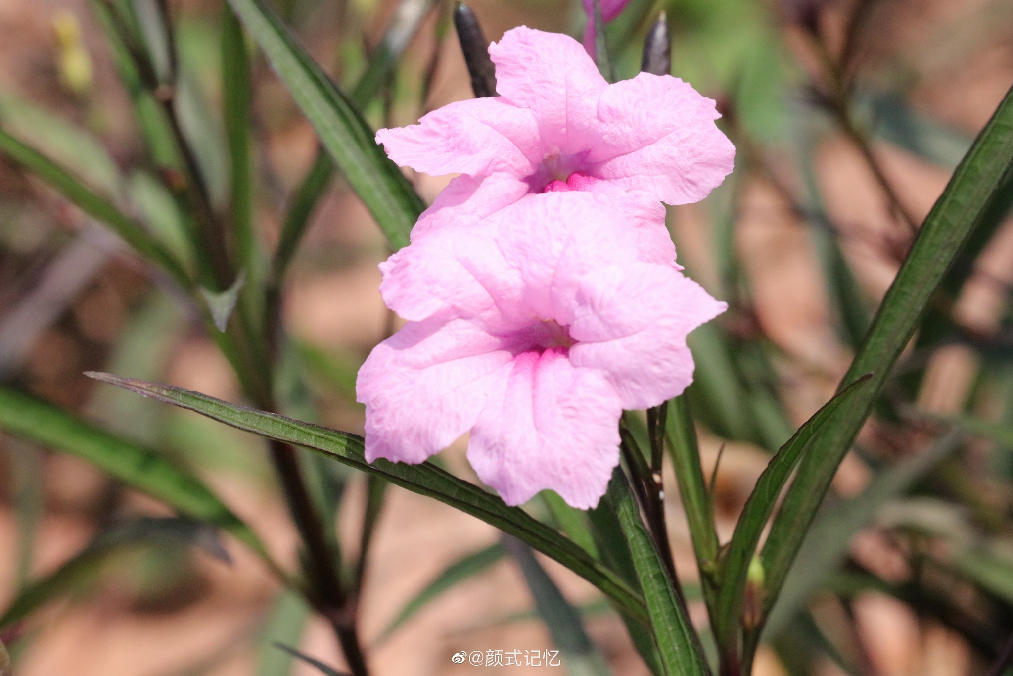 希望 理想一一粉花翠芦莉(蓝花草,兰花草).旅游拍摄_高清图集_新浪网