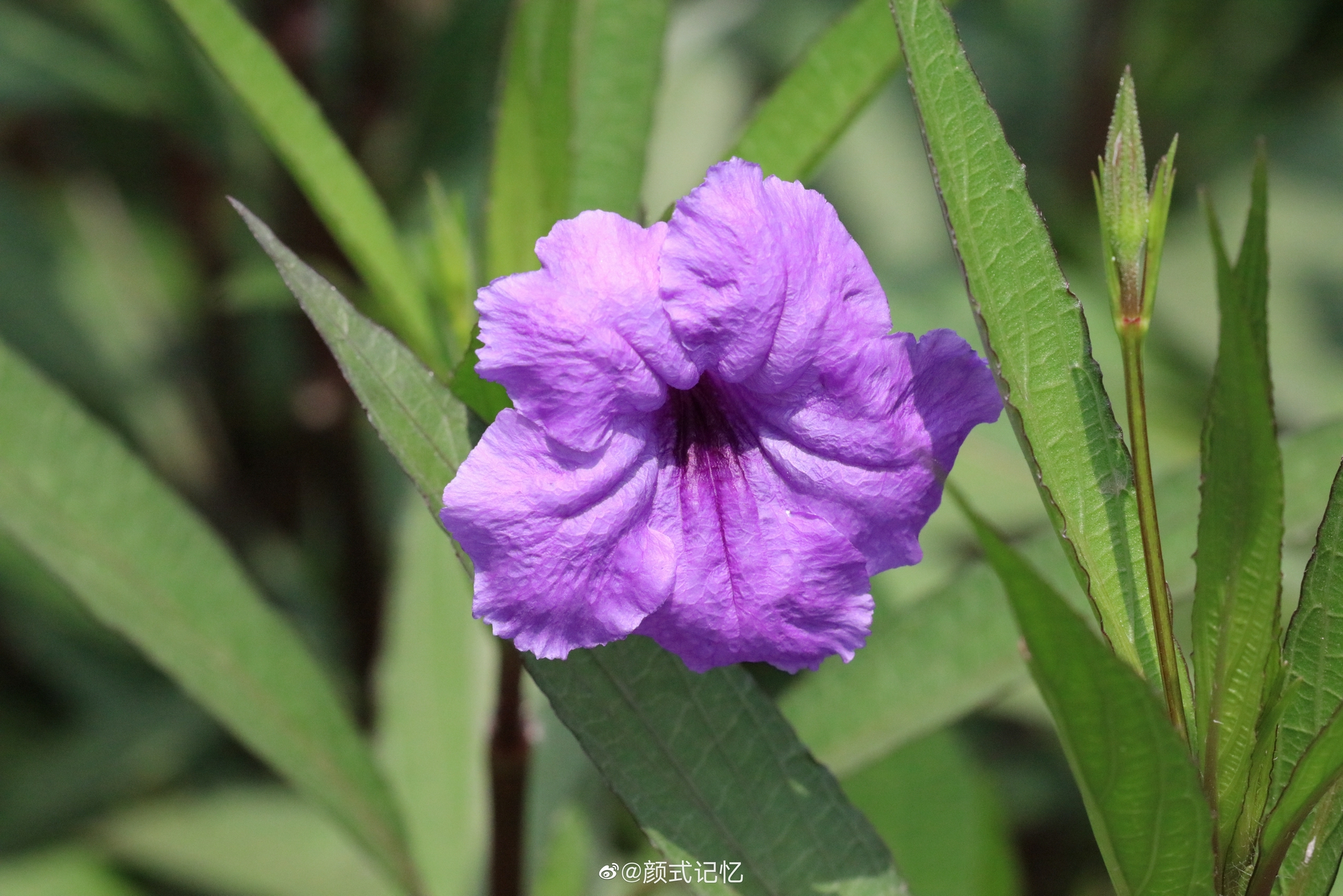 希望理想一一翠芦莉 蓝花草 兰花草 旅游拍摄 高清图集 新浪网