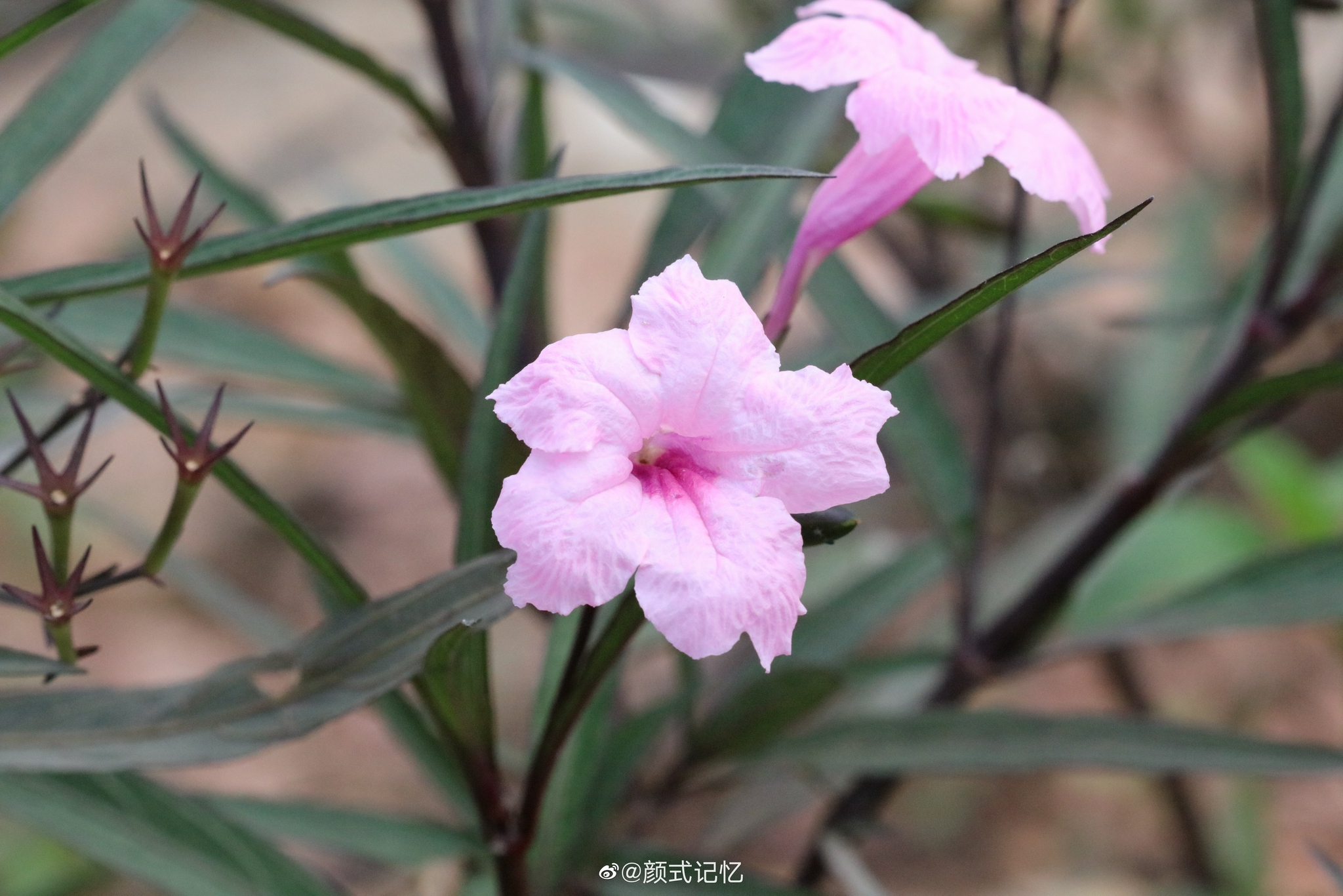 希望 理想一一粉花翠芦莉(蓝花草,兰花草).旅游拍摄