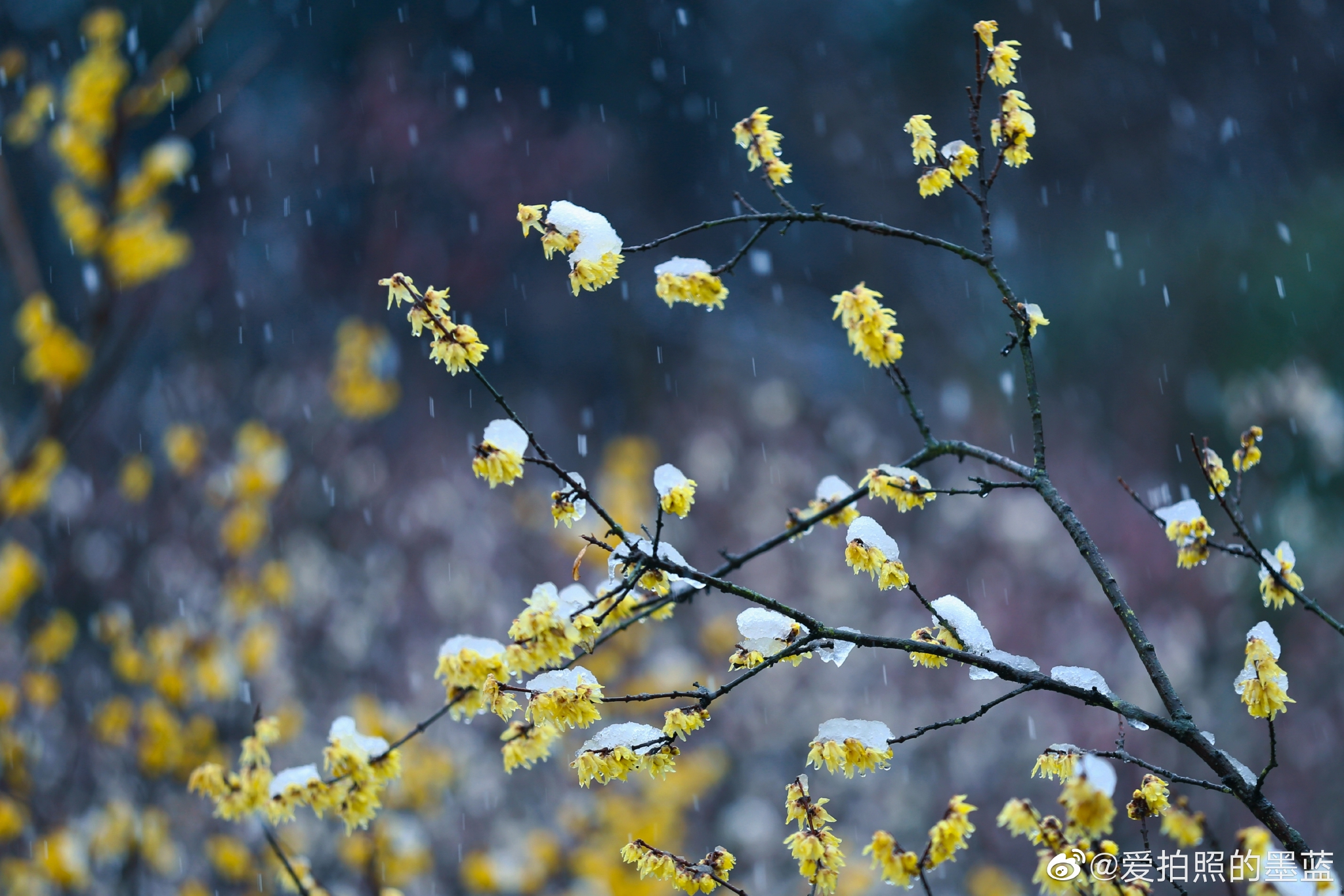 今年的江南,倒春寒的挺冷……_高清图集_新浪网