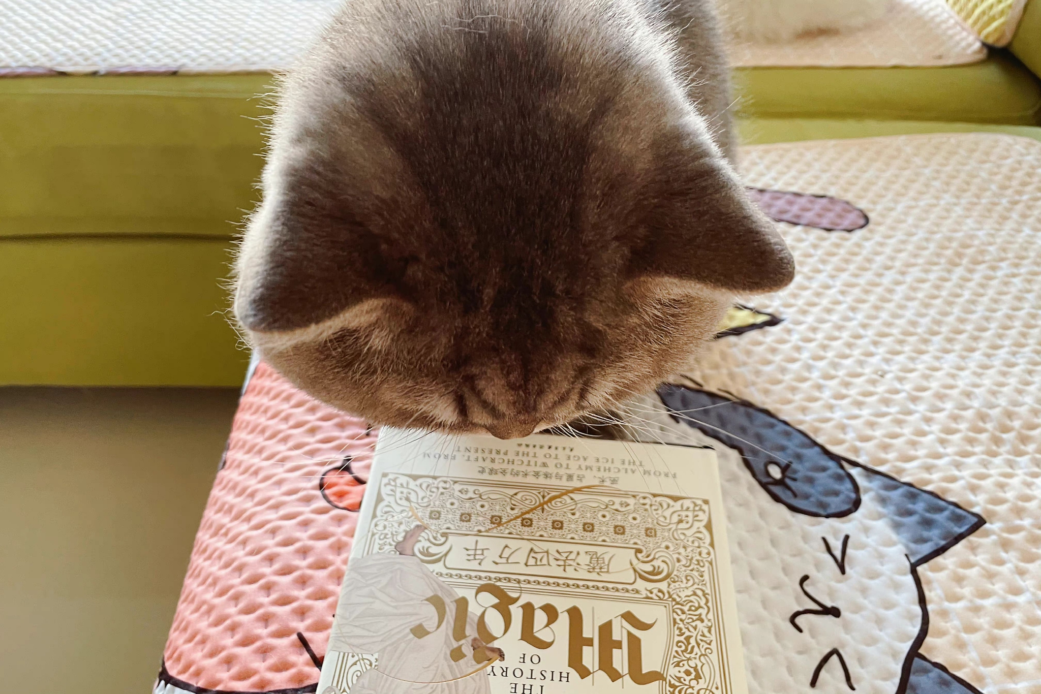 今天的学习任务是魔法,猫只学了三分钟就觉得知识饱和了……__财经头条