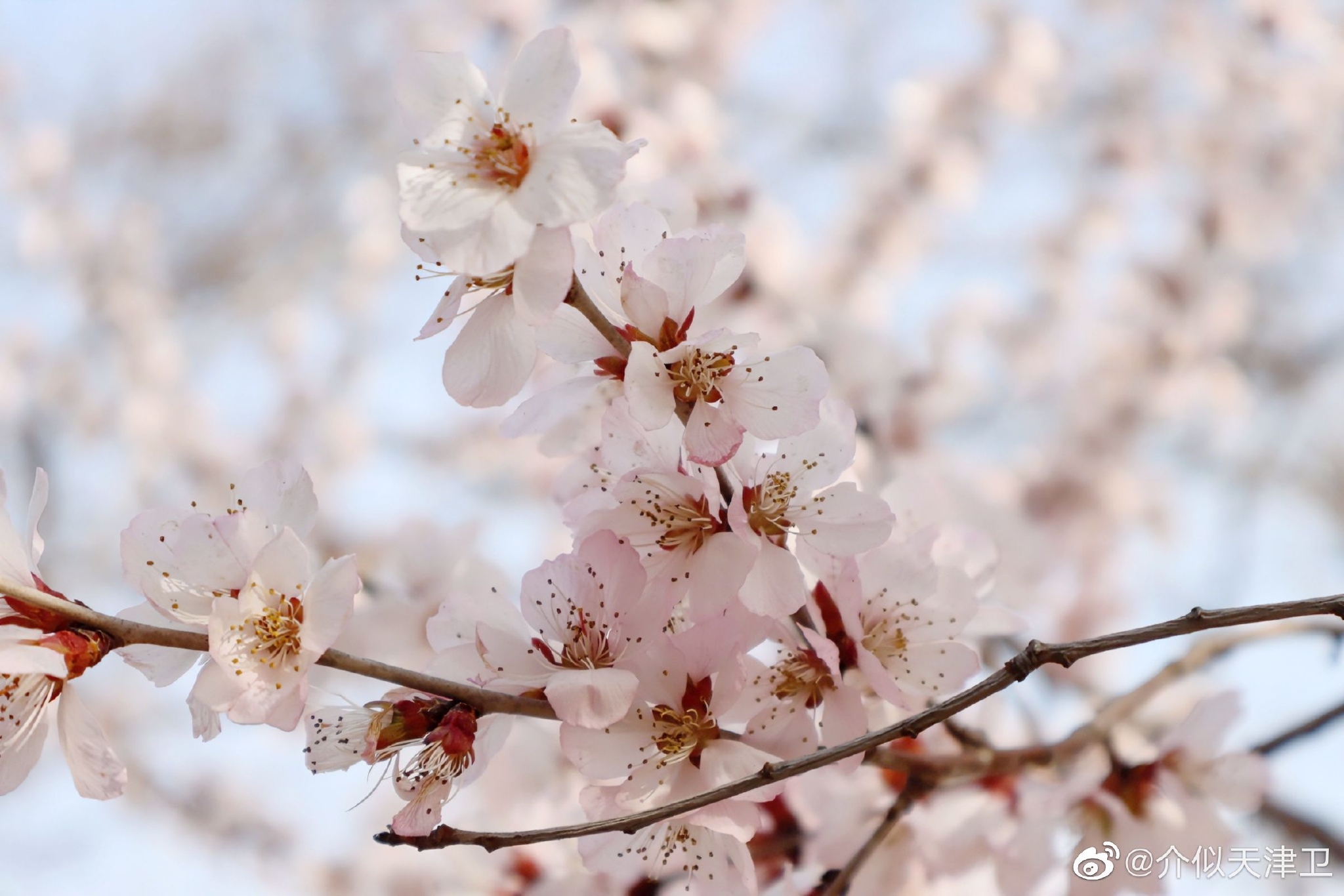 只待春暖花开含义解析 经典句子与意境赏析