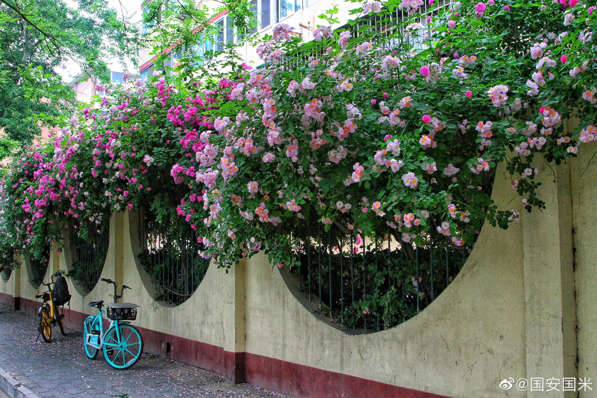 北京和平里十四区小院蔷薇花儿 摄影