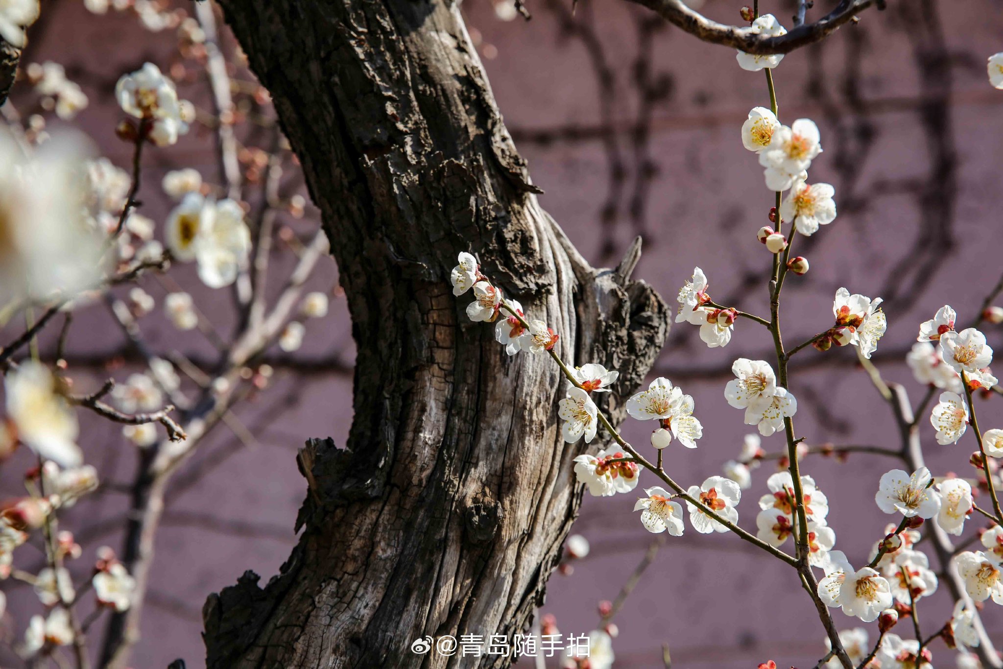 赏梅踏春十梅庵,莫负春光莫负她
