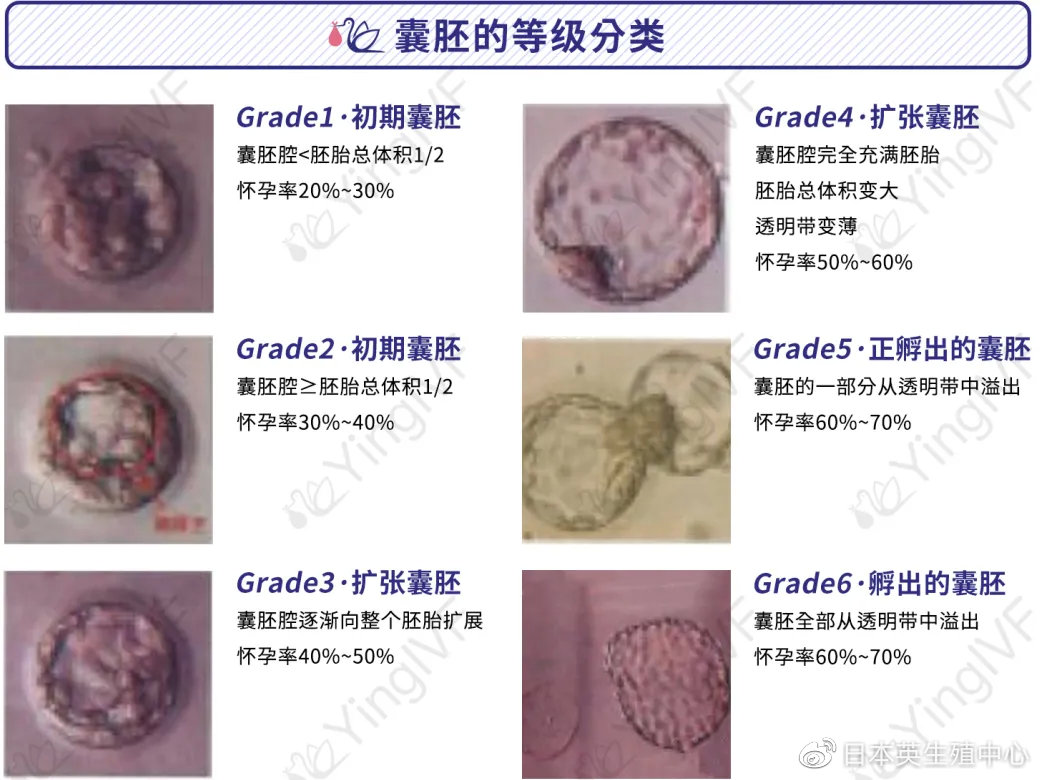 关于囊胚级别,看这一篇就够!| 英科技