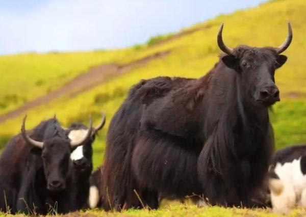 所有人,你可以在青海果洛养头牦牛