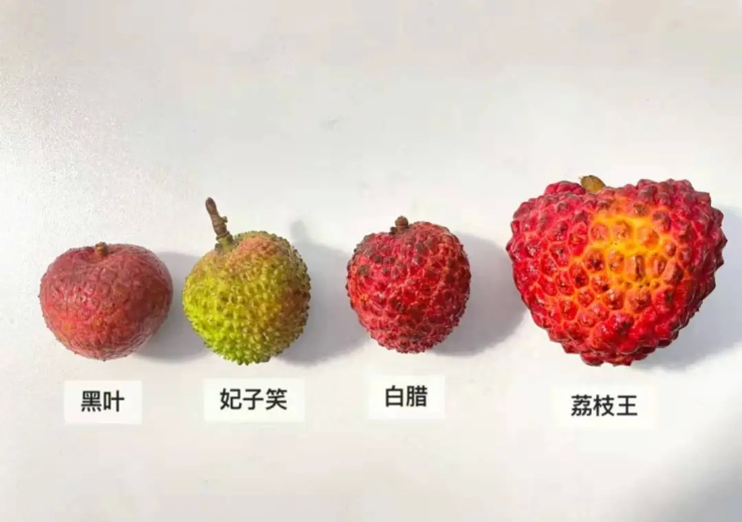 四种荔枝差别_高清图集_新浪网