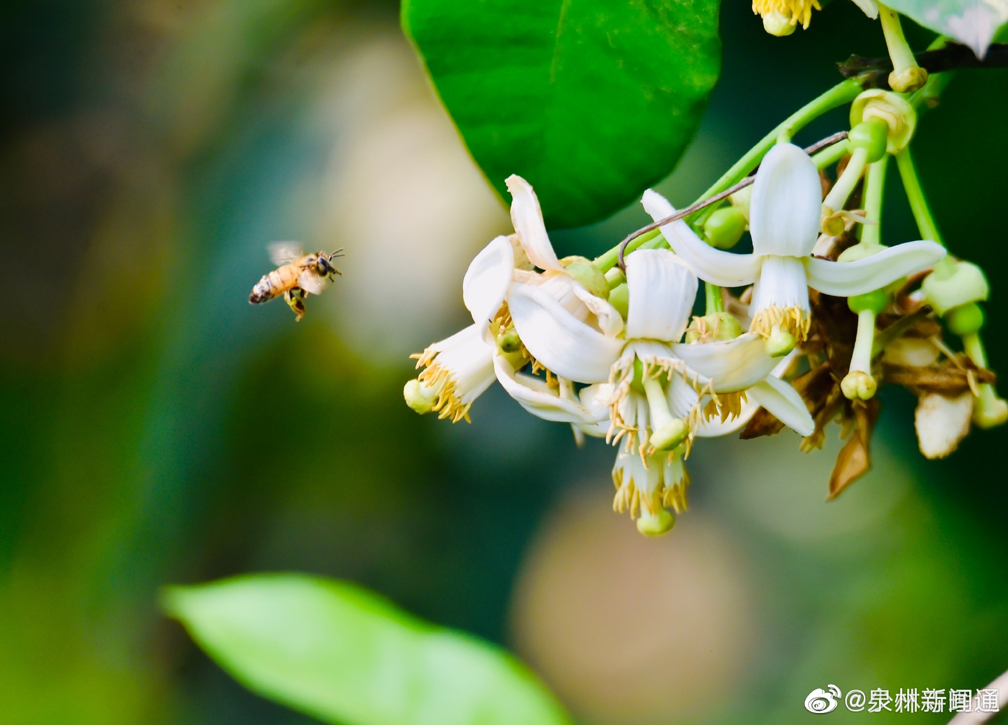 柚子树开花的季节图片