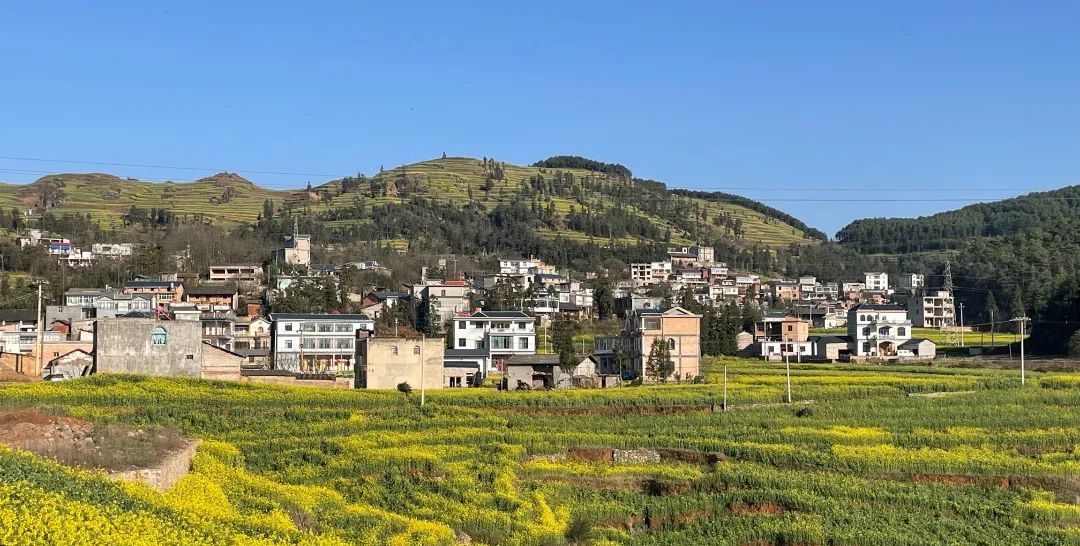 赏花新路线罗平马街这条路线的油菜花美到霸屏快来打卡