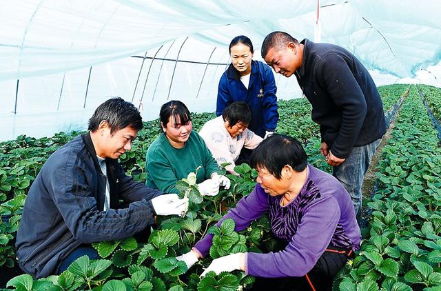 「小康这一年」临泉:因地制宜草莓香|黄岭镇|草莓|临泉县_新浪新闻
