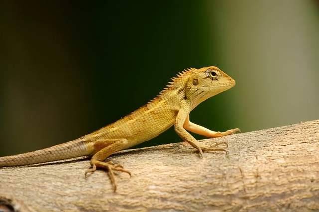 雷公马是什么为什么海南疫情期间自嘲骑着雷公马下山做核酸
