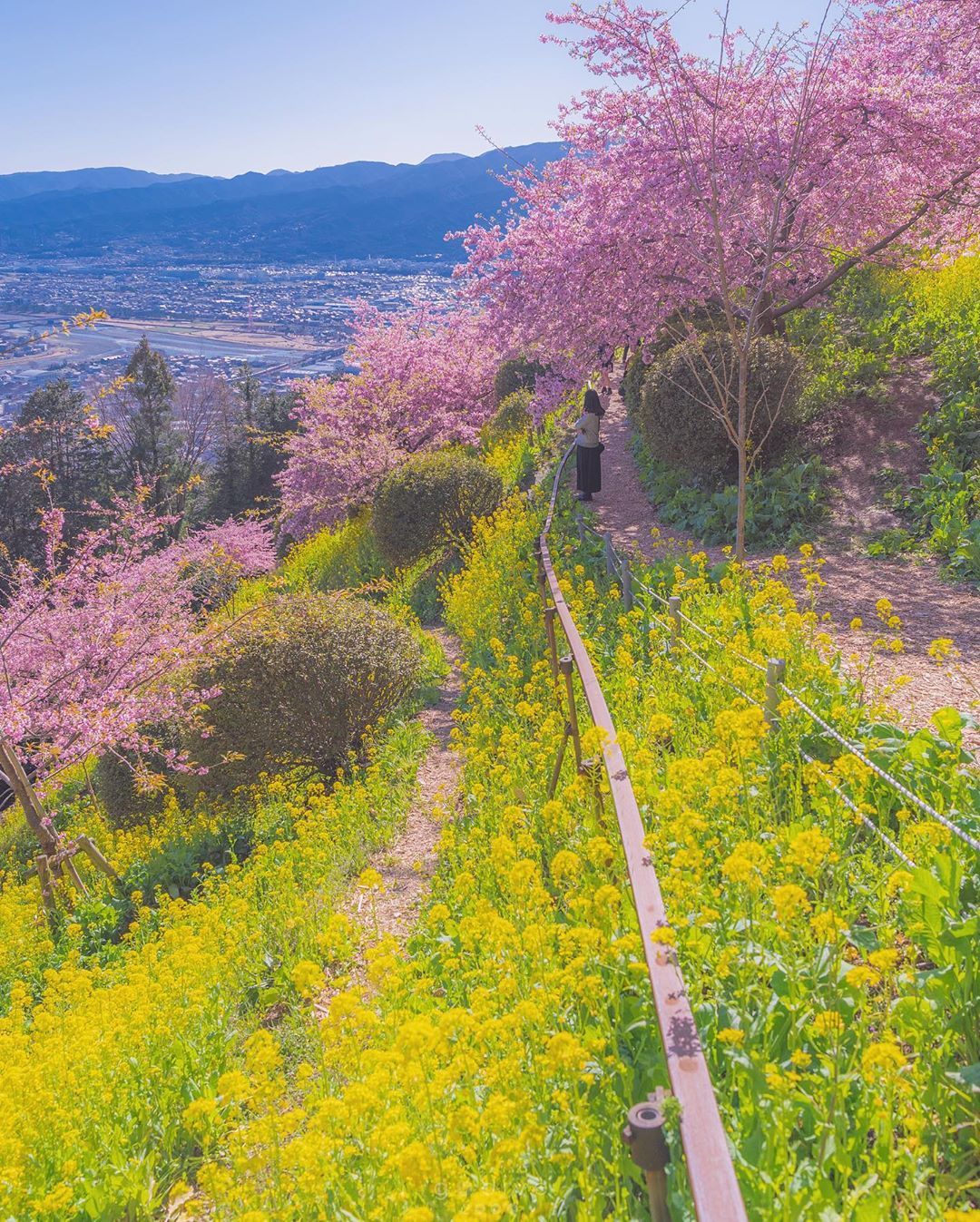 日本的花海 | ins:godive2000