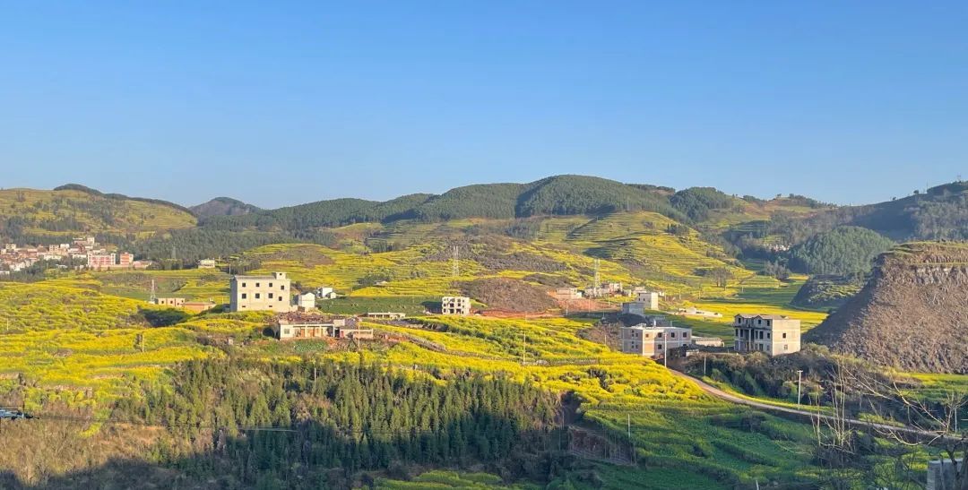 赏花新路线罗平马街这条路线的油菜花美到霸屏快来打卡