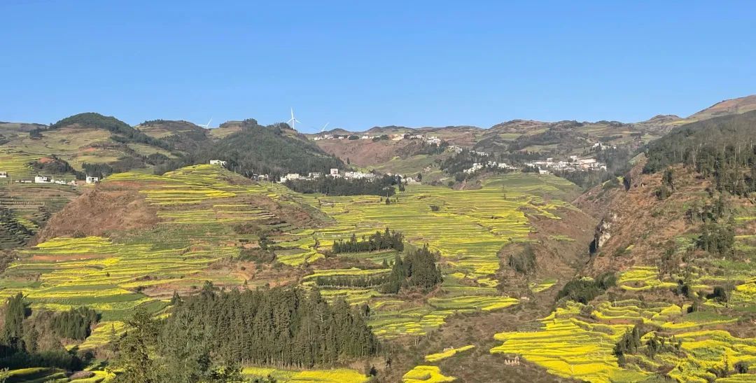 赏花新路线罗平马街这条路线的油菜花美到霸屏快来打卡