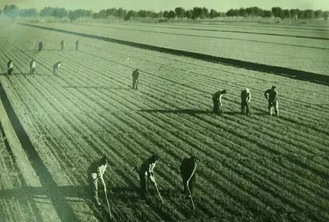 时代记忆:上世纪六七十年代农村生产队的劳动场面!