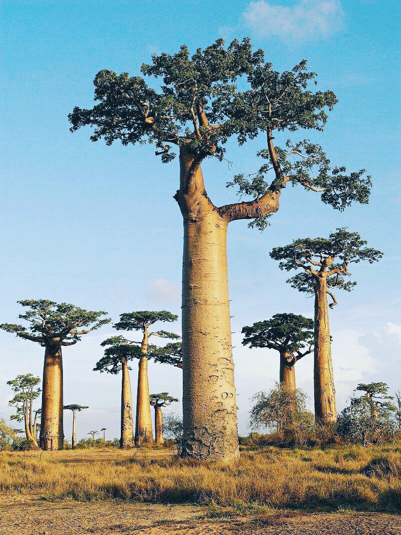 非洲的猴面包树,想起了小王子__财经头条