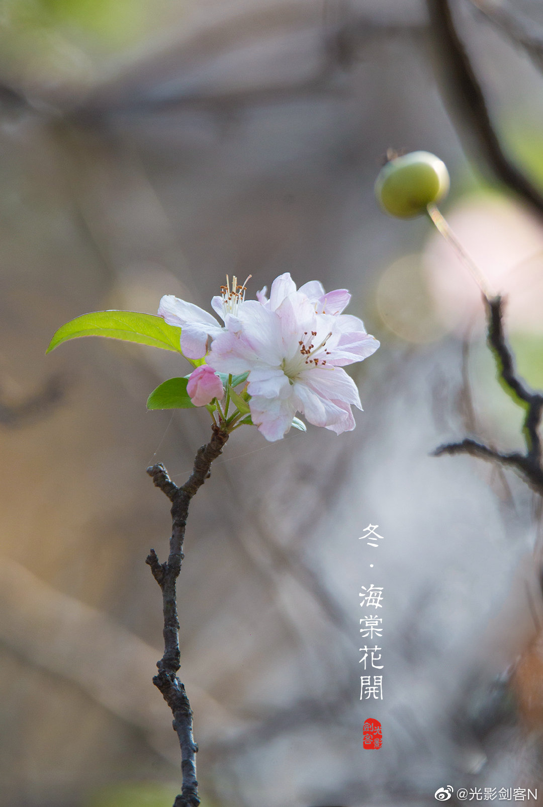 在这个初冬时节有些花开着开着就忘记了季节 本应在春天里开的花