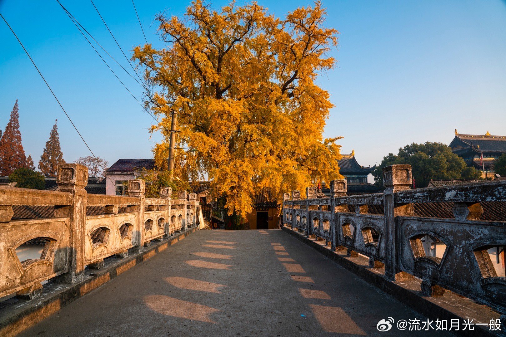 姑苏秋色——太平禅寺银杏黄
