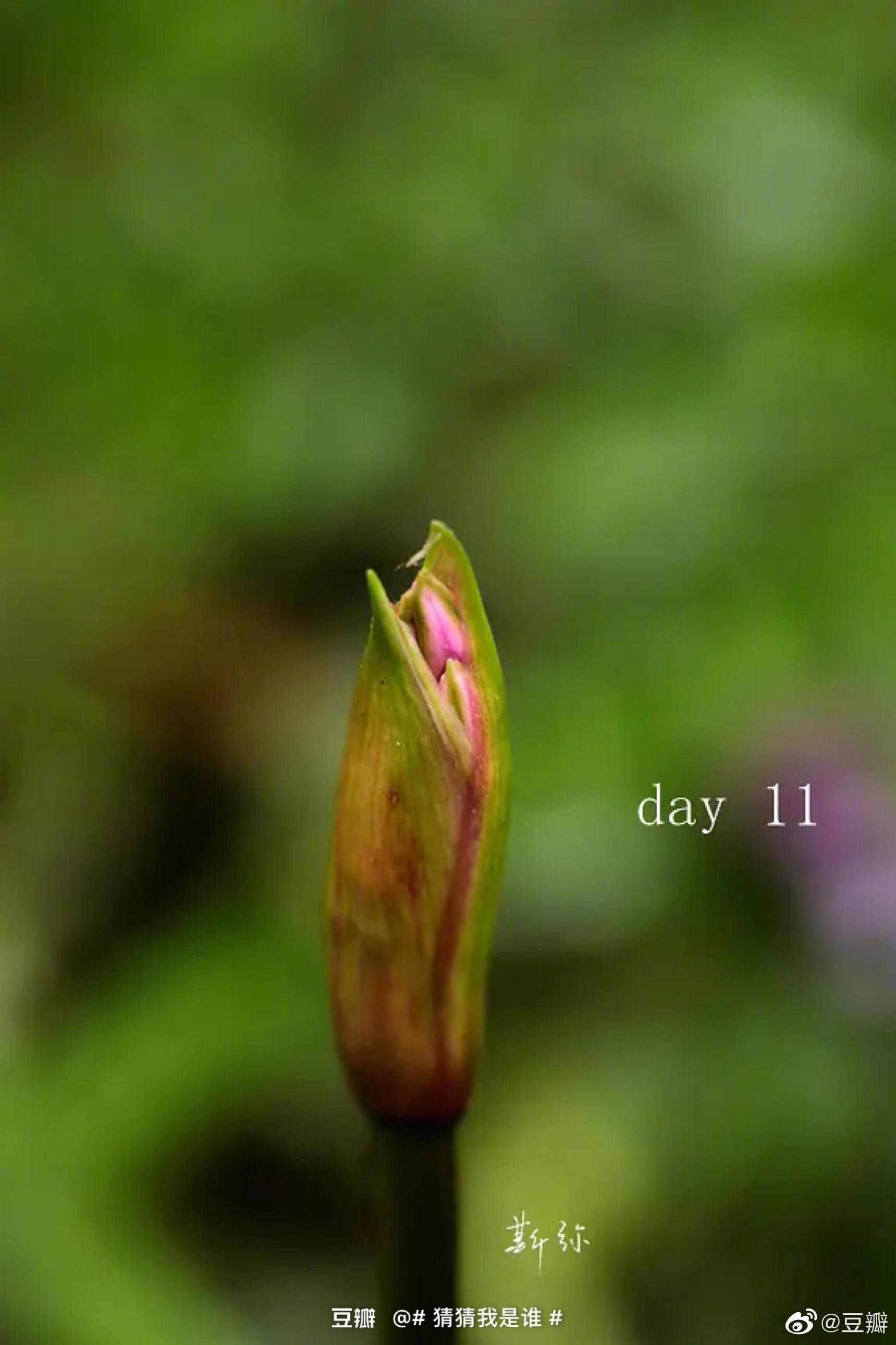 Nerine Bowdenii 石蒜科纳丽花属 Nerine Bowdenii 石蒜科纳丽花属