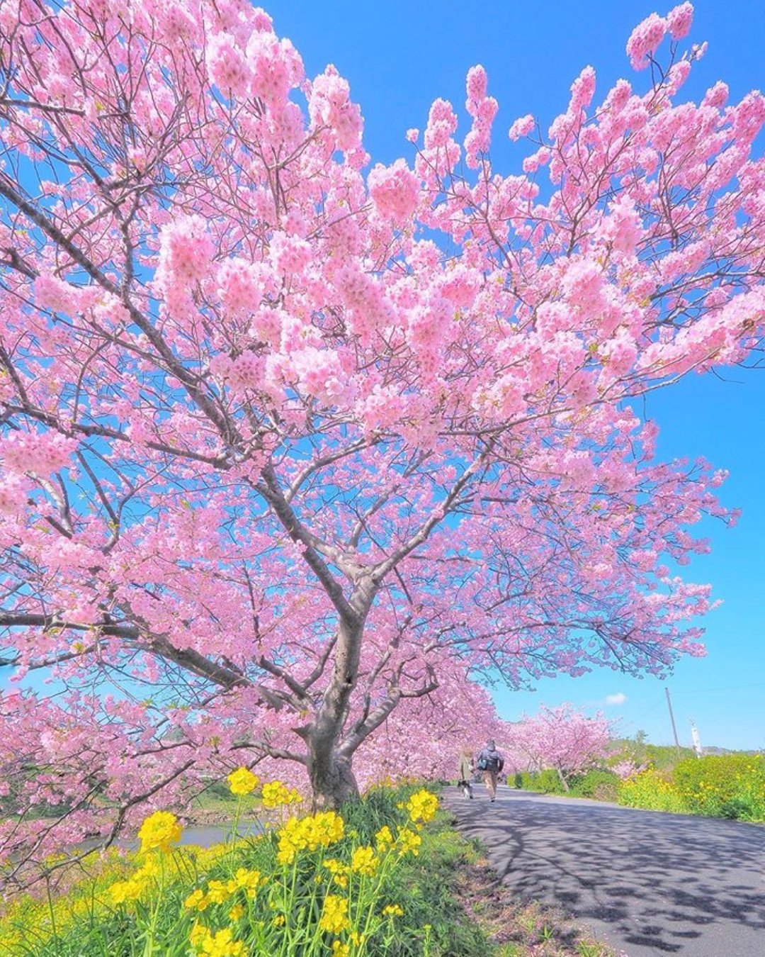日本摄影师Tatsuya Kurisu镜头下的春日樱花🌸