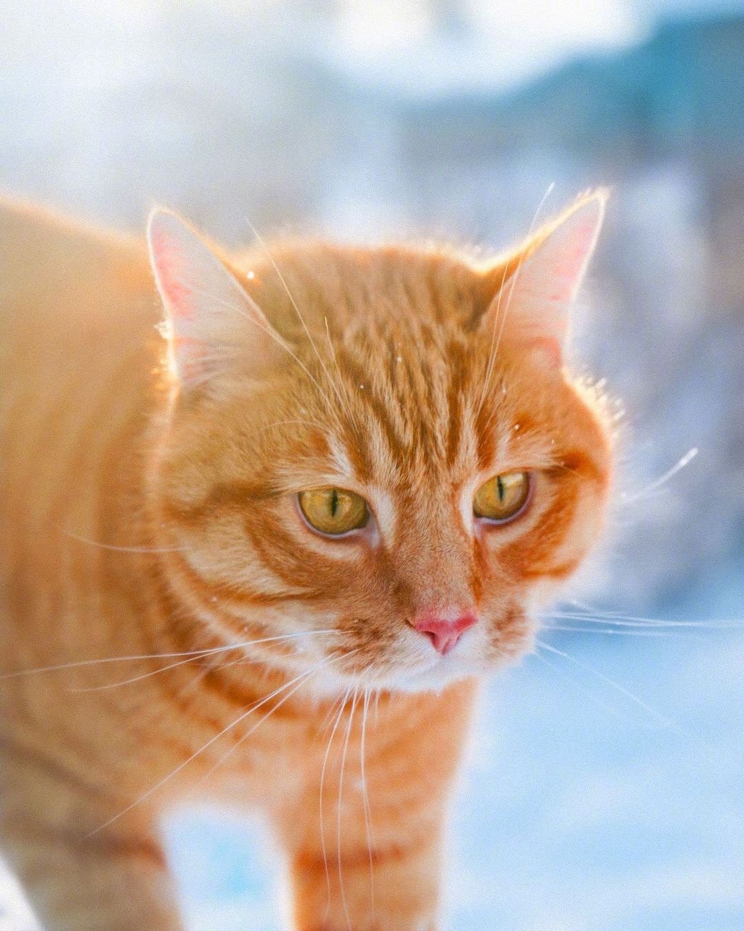 在雪地里分外亮眼的橘猫