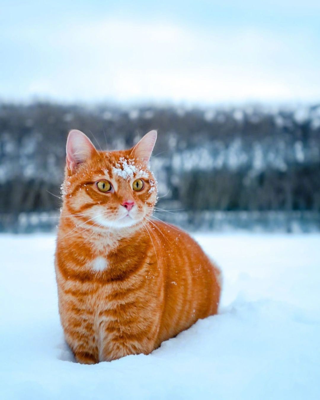 在雪地里分外亮眼的橘猫