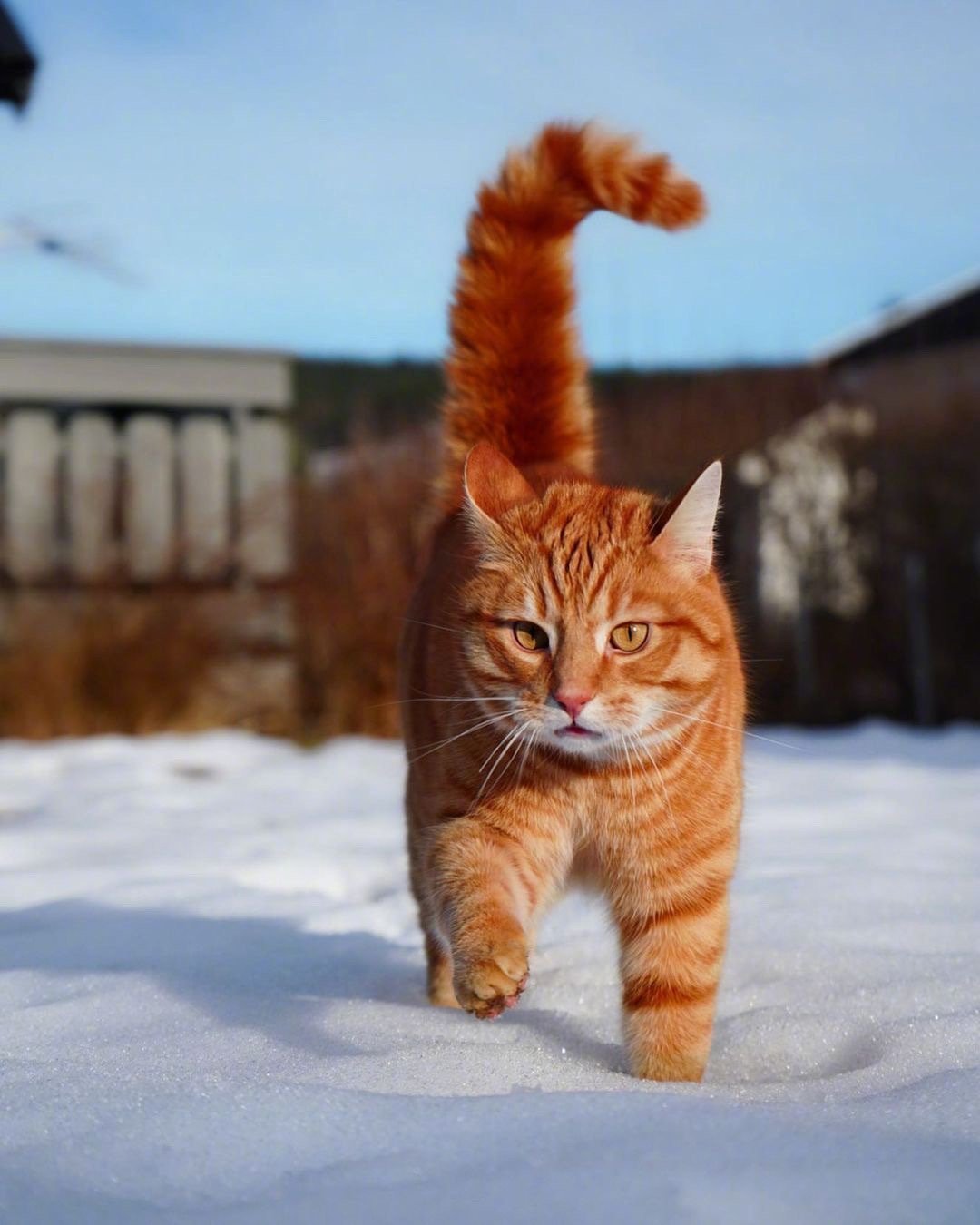 在雪地里分外亮眼的橘猫 ~__财经头条