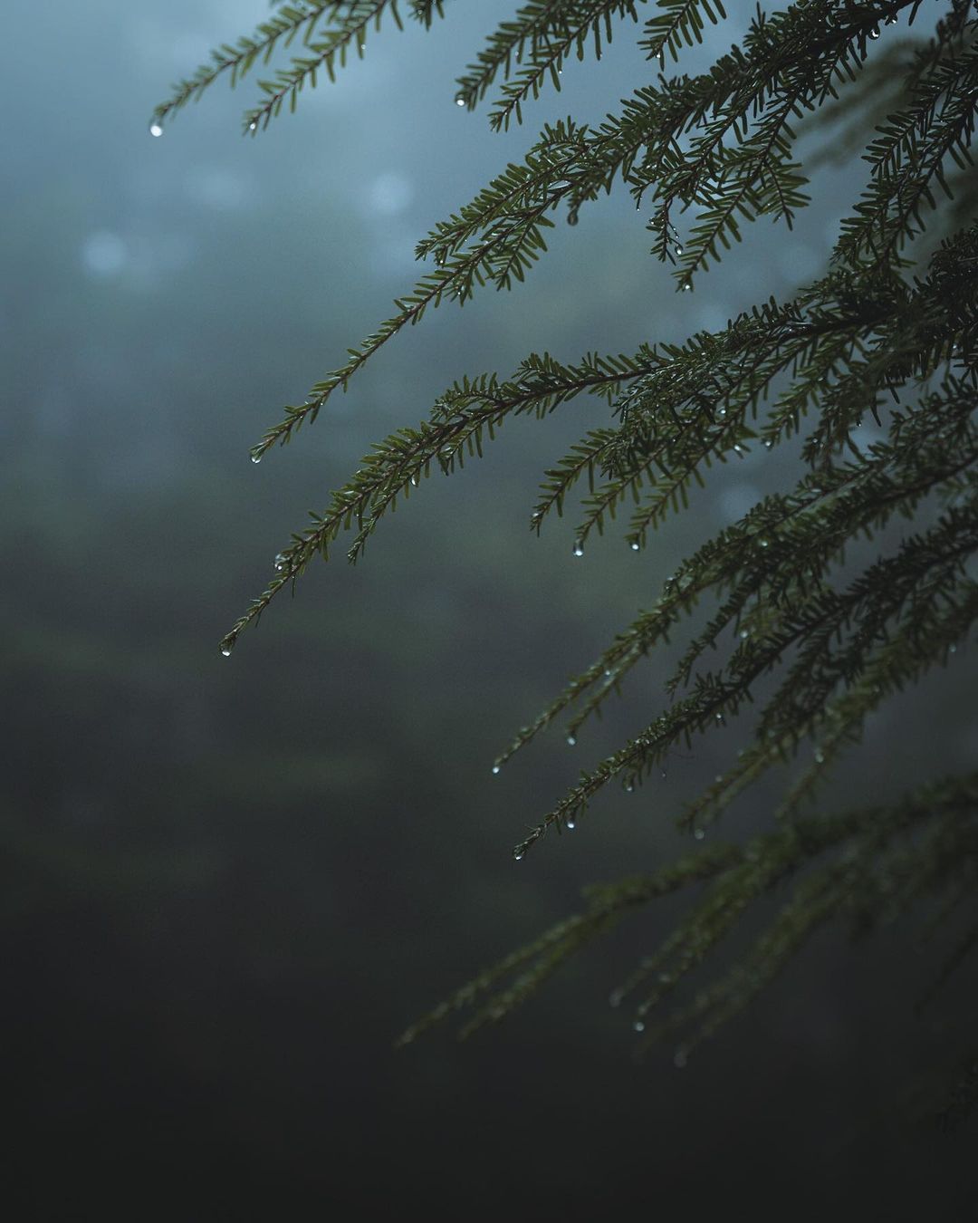 华盛顿州森林的雨季