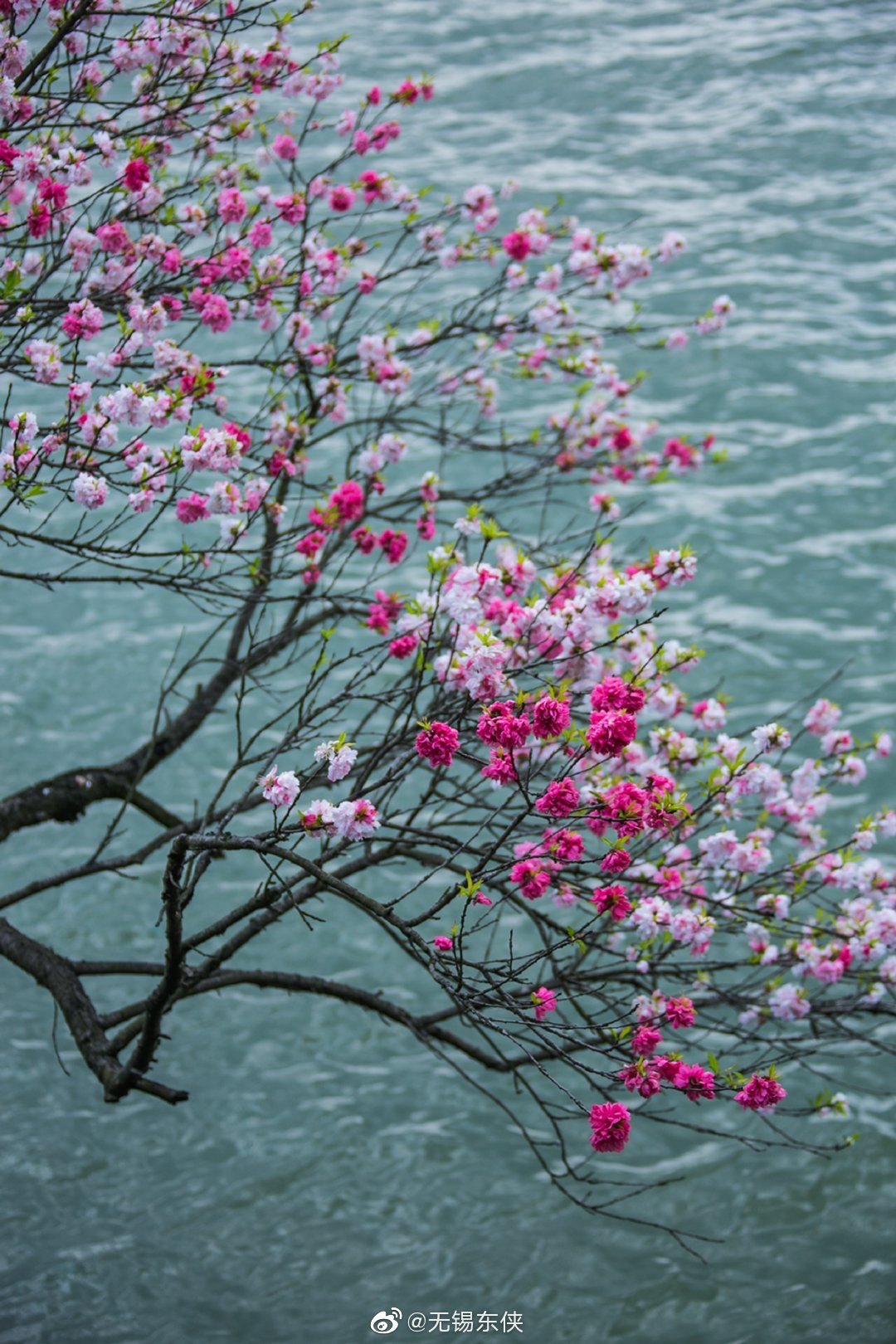 桃之夭夭灼灼其华无锡蠡园的桃花特立独行屹立在蠡湖水边