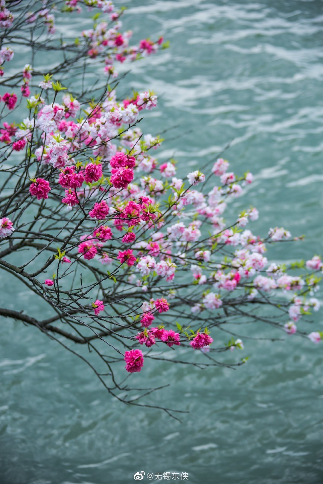 桃之夭夭灼灼其华无锡蠡园的桃花特立独行屹立在蠡湖水边