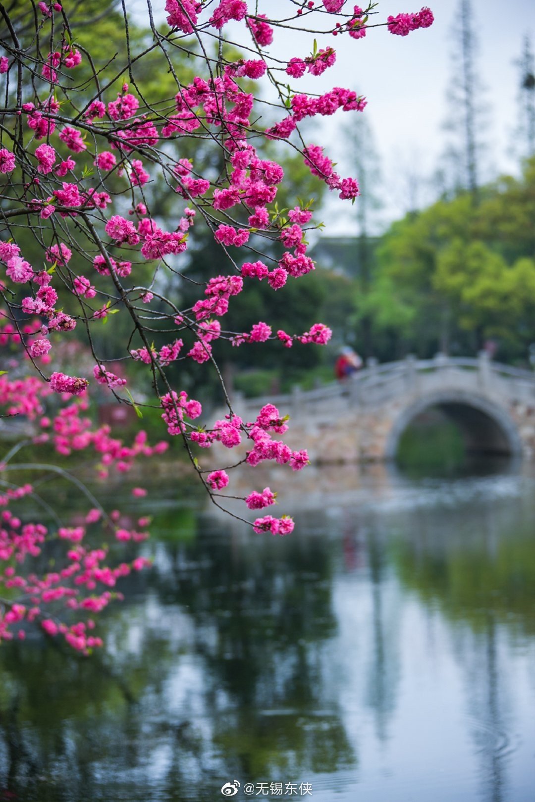 桃之夭夭灼灼其华无锡蠡园的桃花特立独行屹立在蠡湖水边