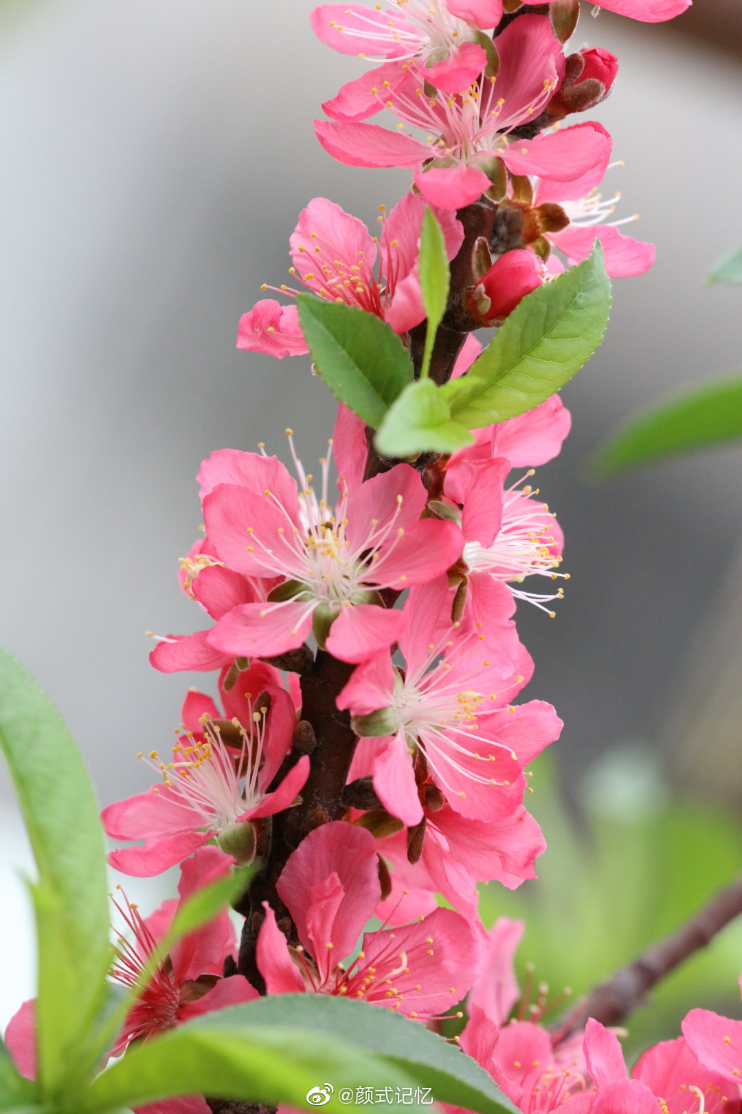 春光好 桃花朵朵香一一天台弄花拍摄